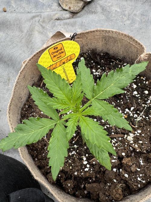 Black Dog. Week 3