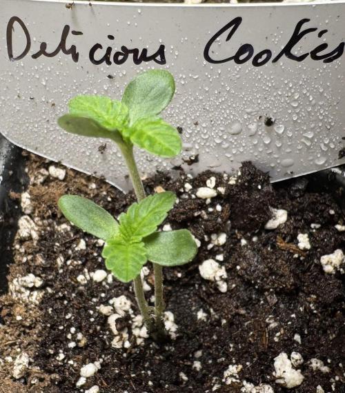 Twins Delicious Cookies. Week 1