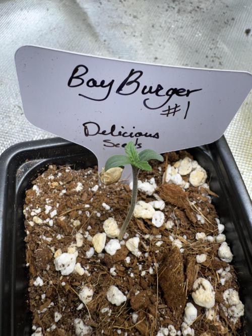 Bay BurgeR. Week 1
