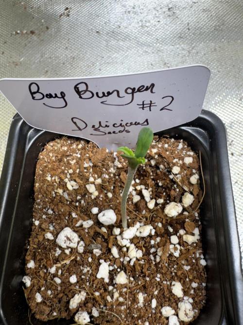 Bay Burger. Week 1
