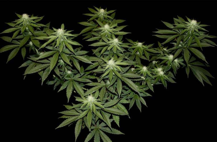 Pure skunk Go Fast. Week 10