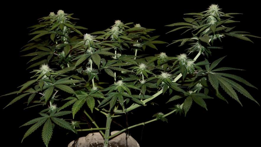 Pure skunk Go Fast. Week 10