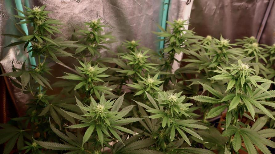 Sour Diesel. Week 12