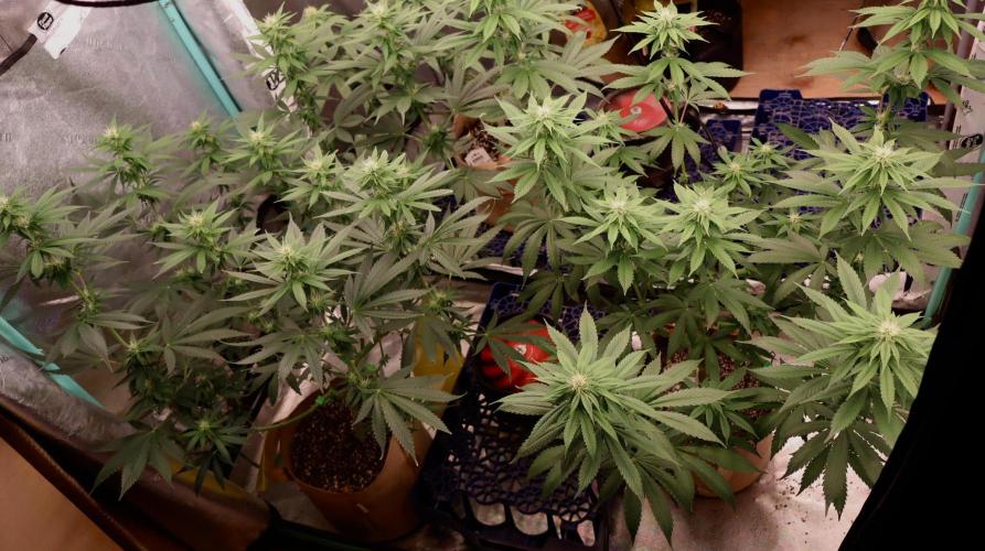 Sour Diesel. Week 12