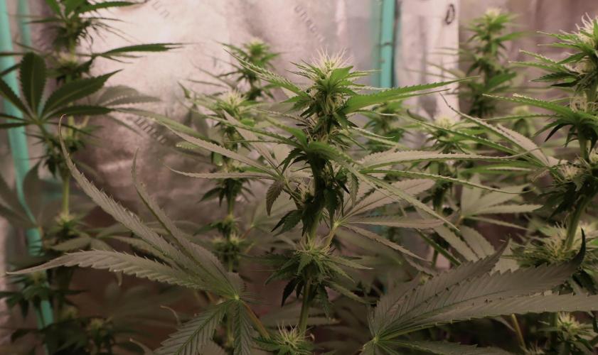 Sour Diesel. Week 12