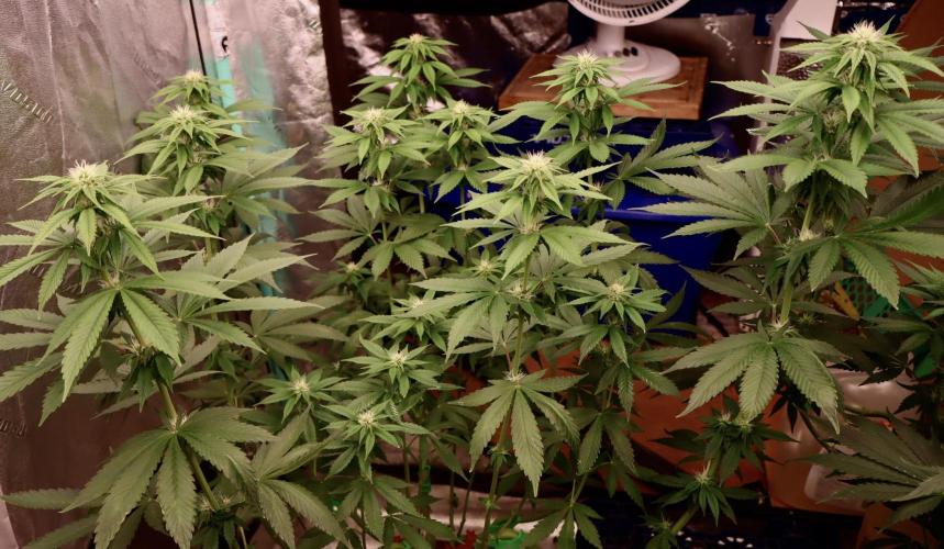 Sour Diesel. Week 12