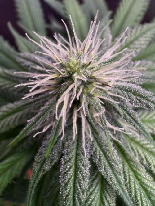 MacNcheese. Week 12