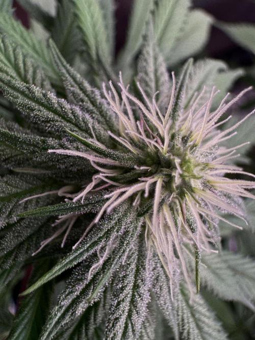 MacNcheese. Week 12