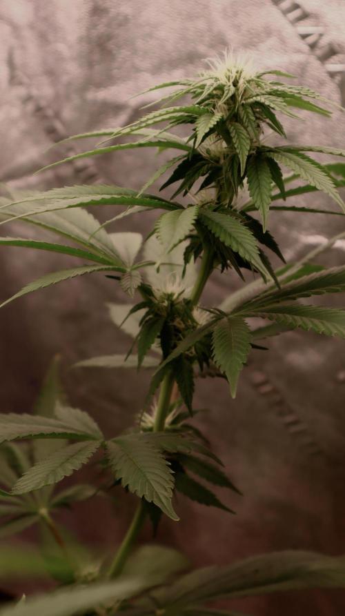 Sour Diesel. Week 12