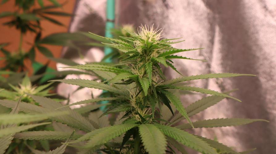 Sour Diesel. Week 12