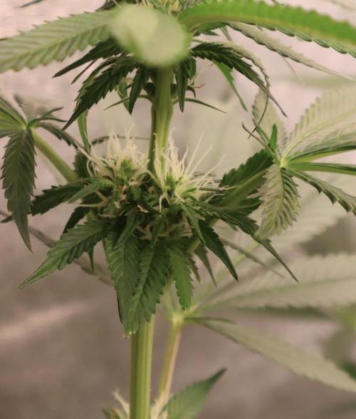 Sour Diesel. Week 12