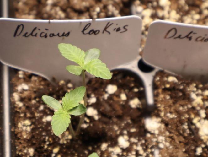 Twins Delicious Cookies. Week 1