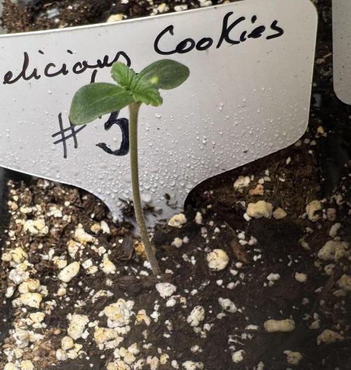 Delicious Cookies Auto. Week 1