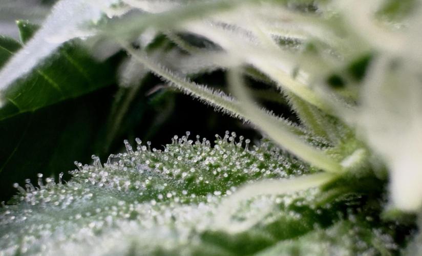 Kannabia Seed Company - Pure Skunk Go Fast by THcHunteR23