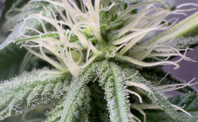 Pure skunk Go Fast. Week 10