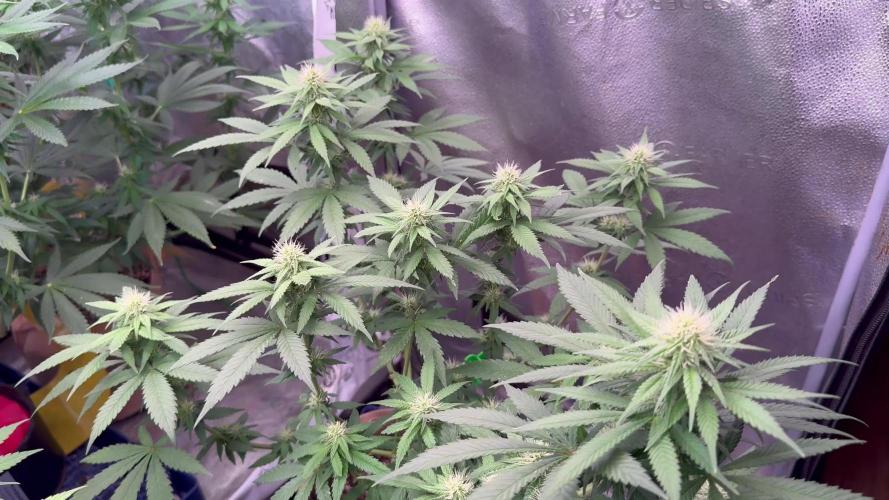Pure skunk Go Fast