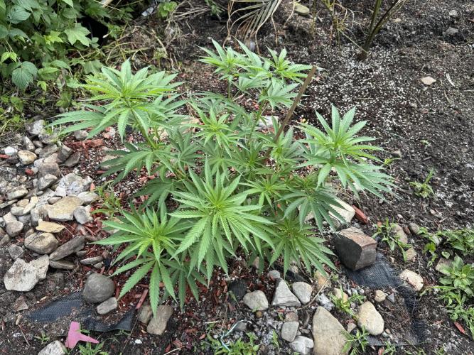 Candy Cream Go Fast. Week 10