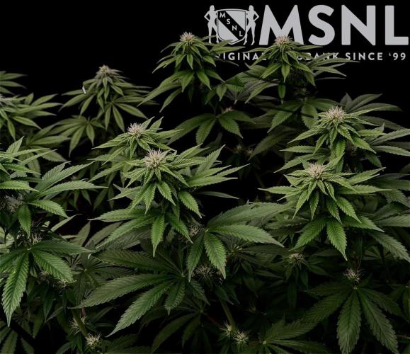 Sour Diesel. Week 12