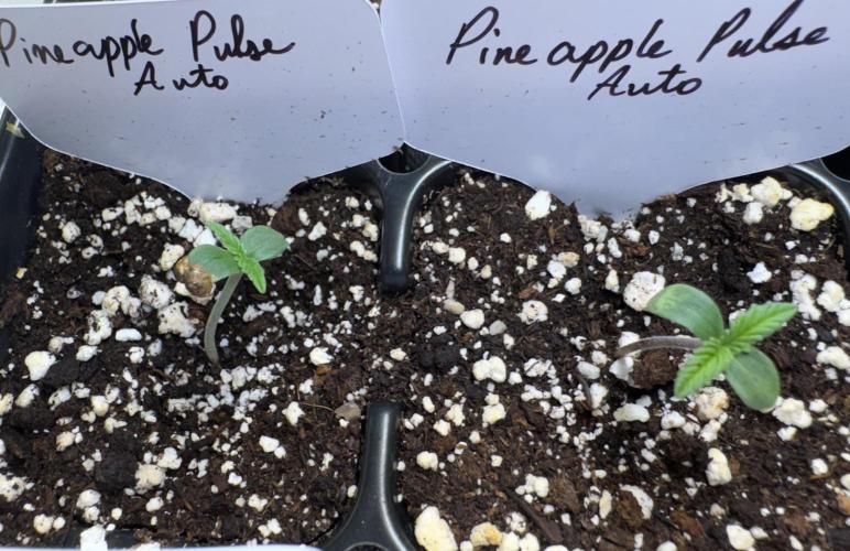 Pineapple Pulse Auto. Week 0