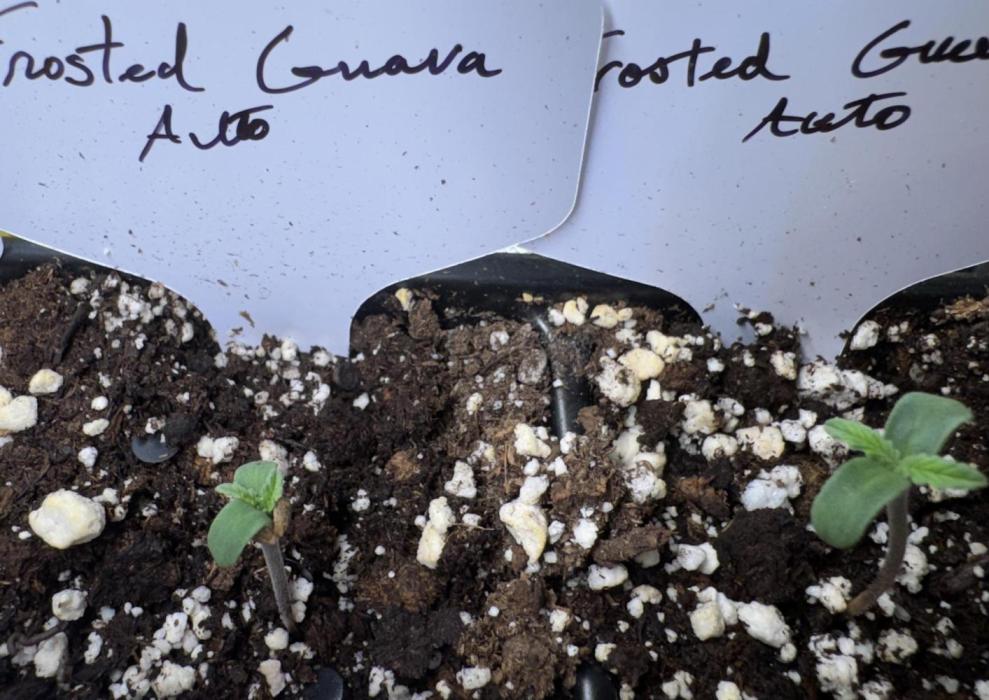 Frosted Guava. Week 0