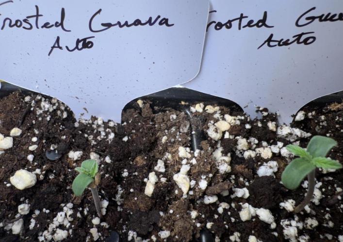 Frosted Guava Auto. Week 0