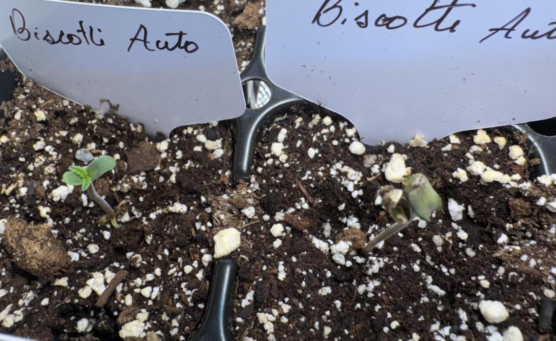 Biscotti Auto. Week 0