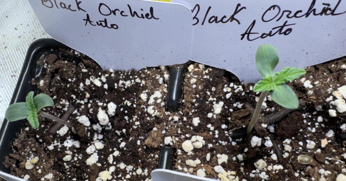 Black Orchid auto. Week 0