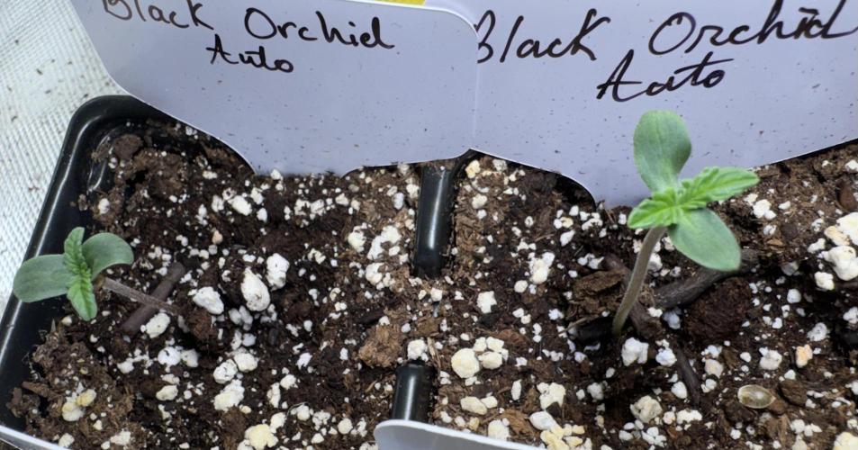 Black Orchid Auto. Week 0