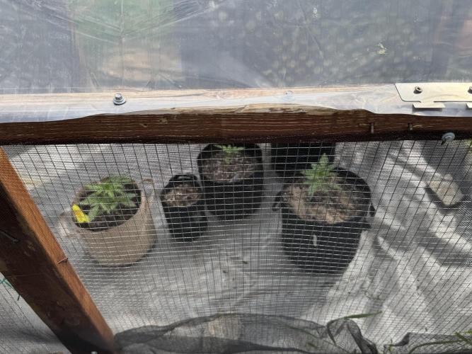 Lemon haze Auto. Week 4