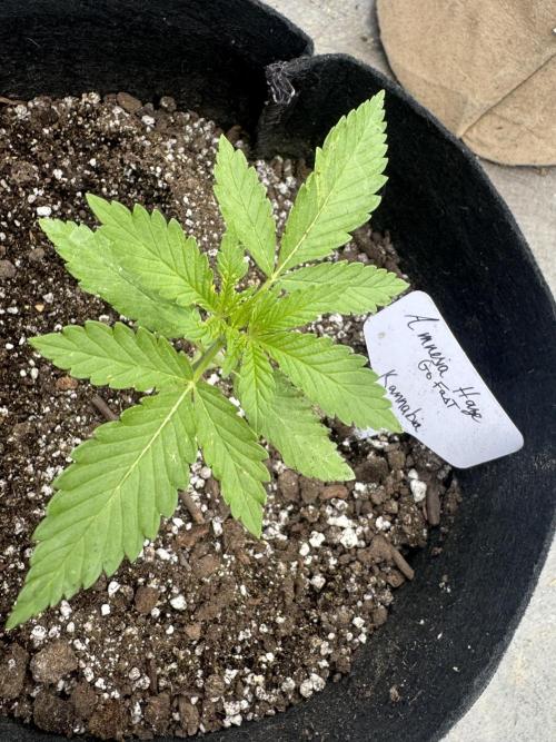 Amnesia Haze Go Fast. Week 4