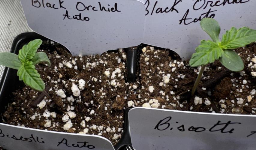 Black Orchid auto. Week 1