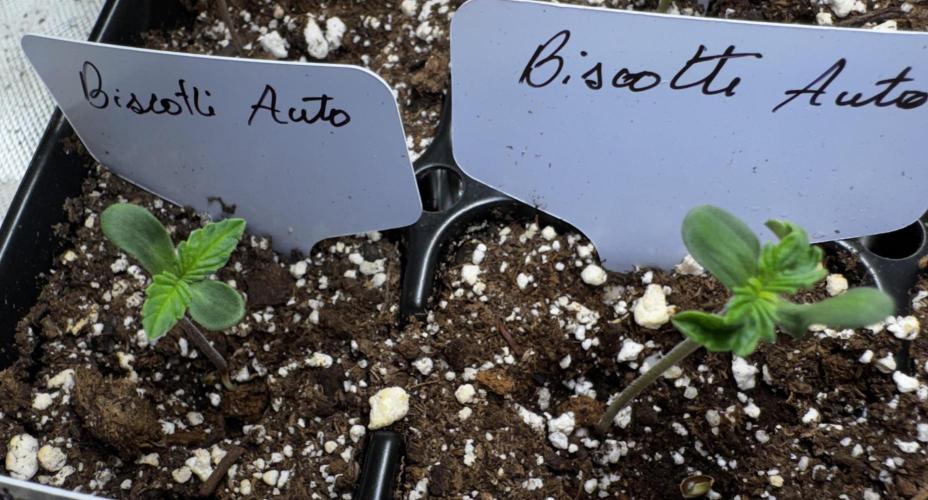 Biscotti Auto. Week 1