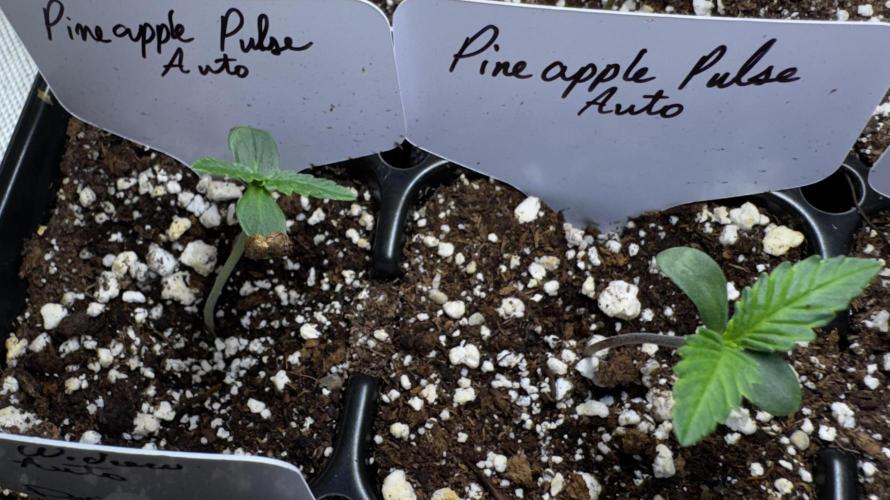 Pineapple Pulse Auto. Week 1