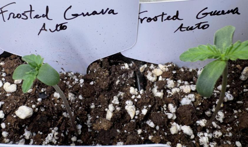 Frosted Guava Auto. Week 1