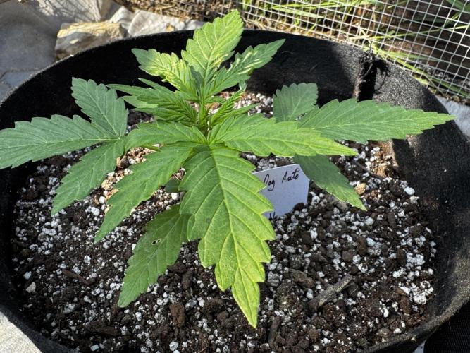 Black Dog Auto. Week 4