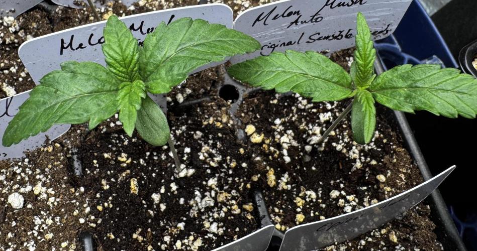 Melon Mosh Auto. Week 2