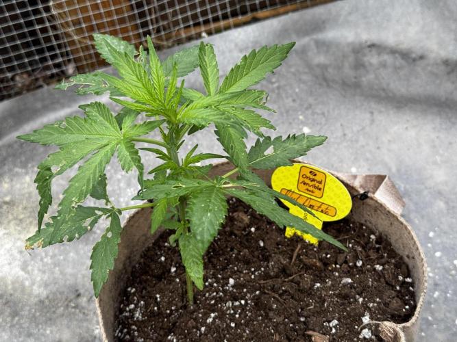 Black Dog Auto. Week 4