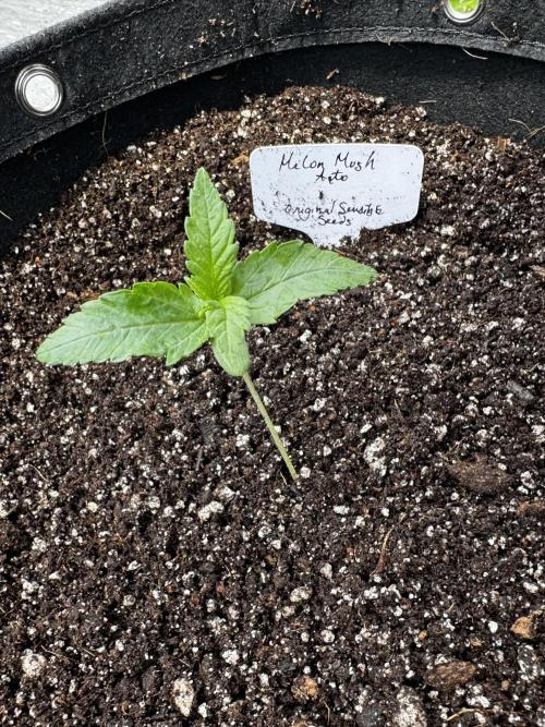 Melon Mush. Week 2