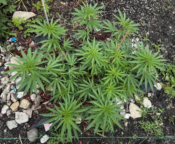 Candy Cream Go Fast. Week 10
