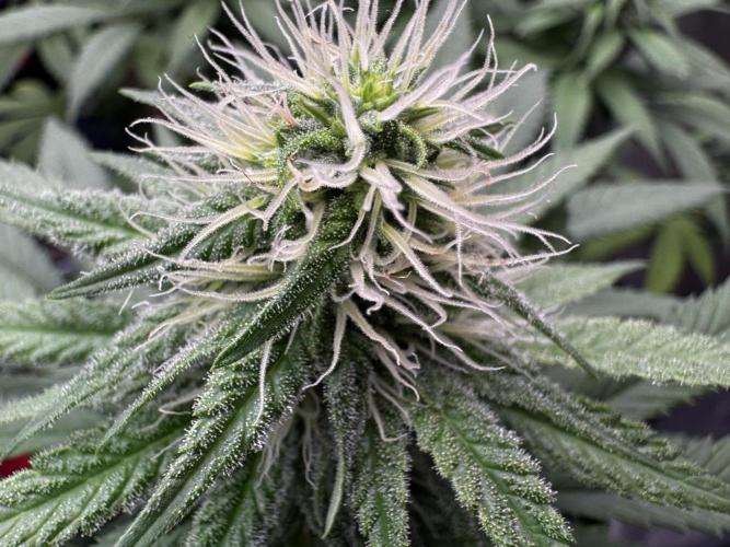 Pure skunk Go Fast. Week 11