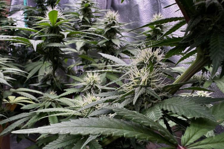Pure skunk Go Fast. Week 11