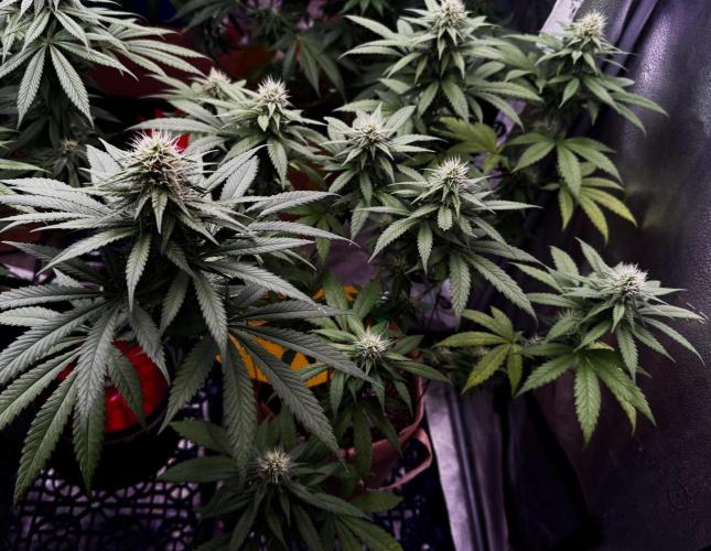 Pure skunk Go Fast. Week 11