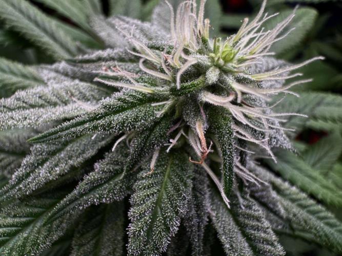 MacNcheese. Week 13
