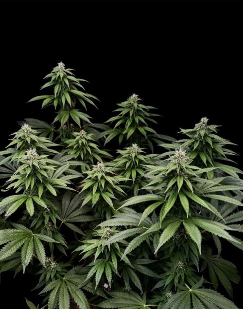 Sour Diesel. Week 13