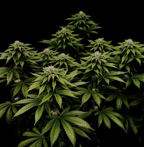 Sour Diesel. Week 13