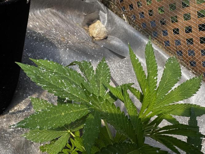 Golosa. Week 5