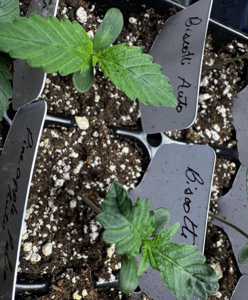 Biscotti Auto. Week 1