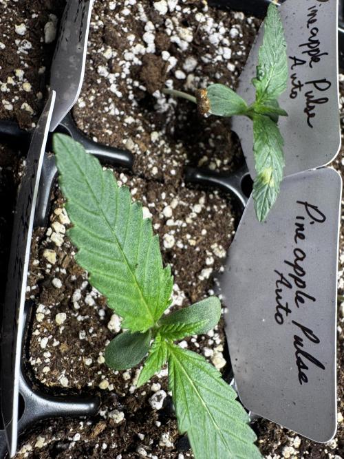 Pineapple Pulse Auto. Week 1