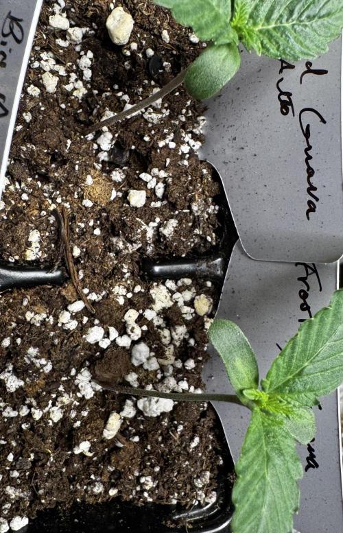 Frosted Guava. Week 1