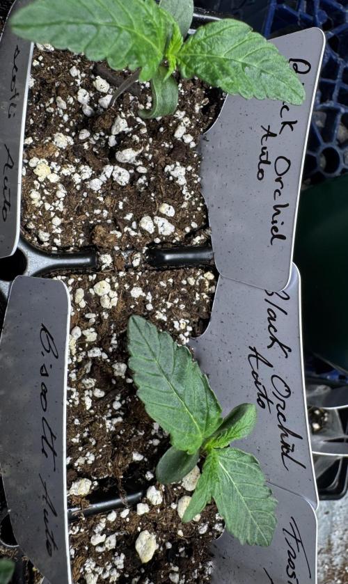 Black Orchid auto. Week 1